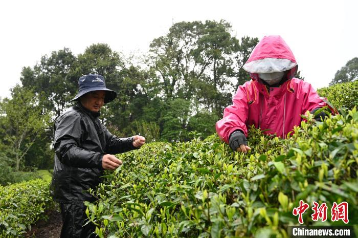 西藏墨脱春季采茶忙