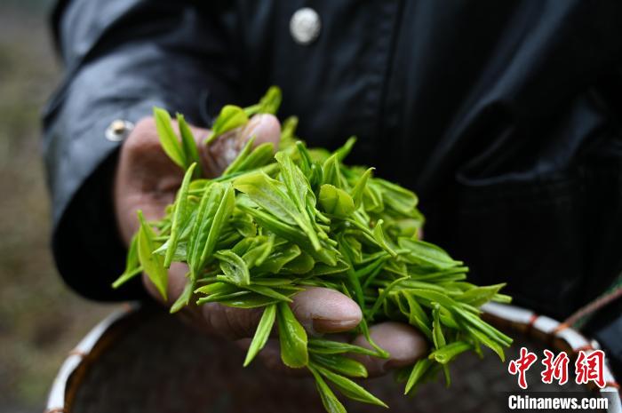 西藏墨脱春季采茶忙(图2)